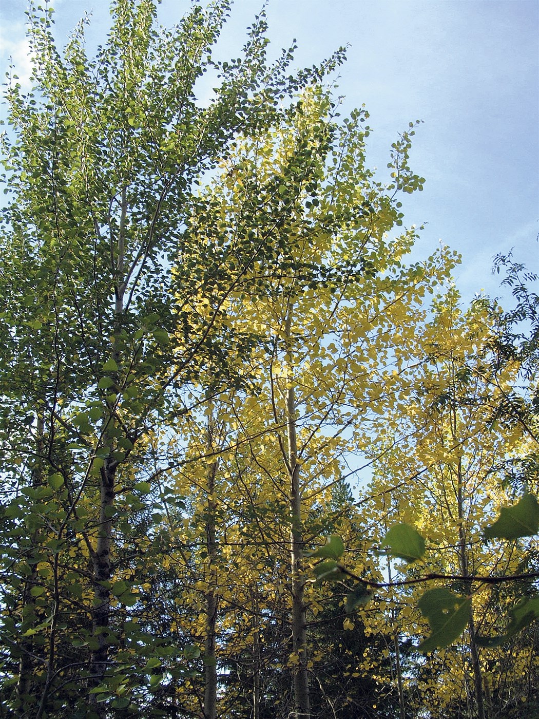 Asparskógur á Suðurlandi fyrsta skráða verkefnið