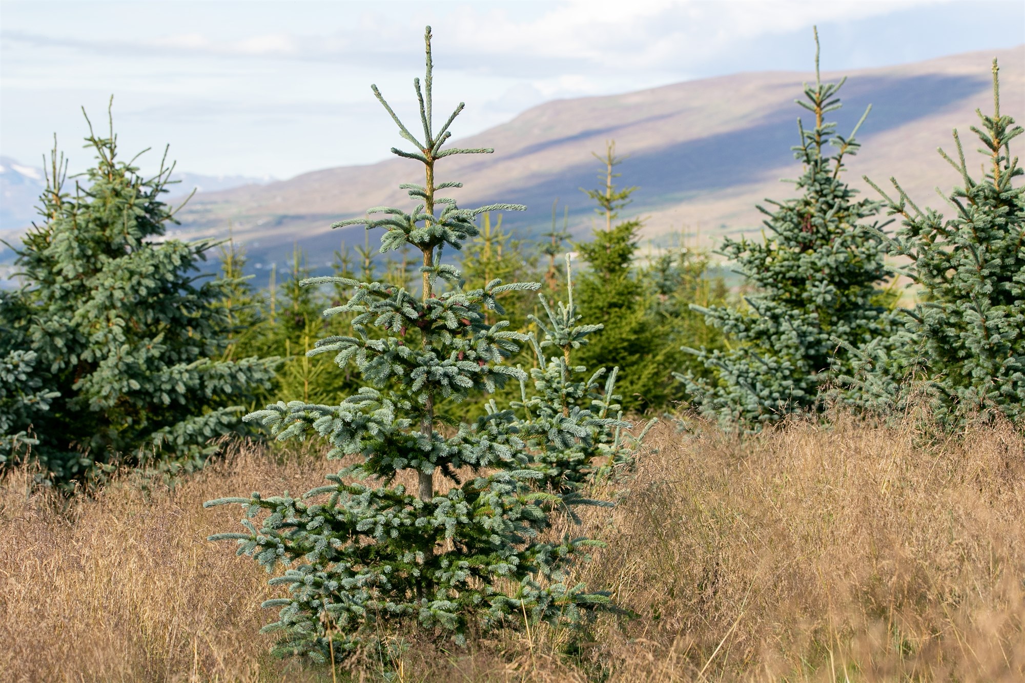 Blágreni (Picea engelmannii)