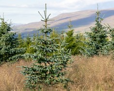 Blágreni (Picea engelmannii)