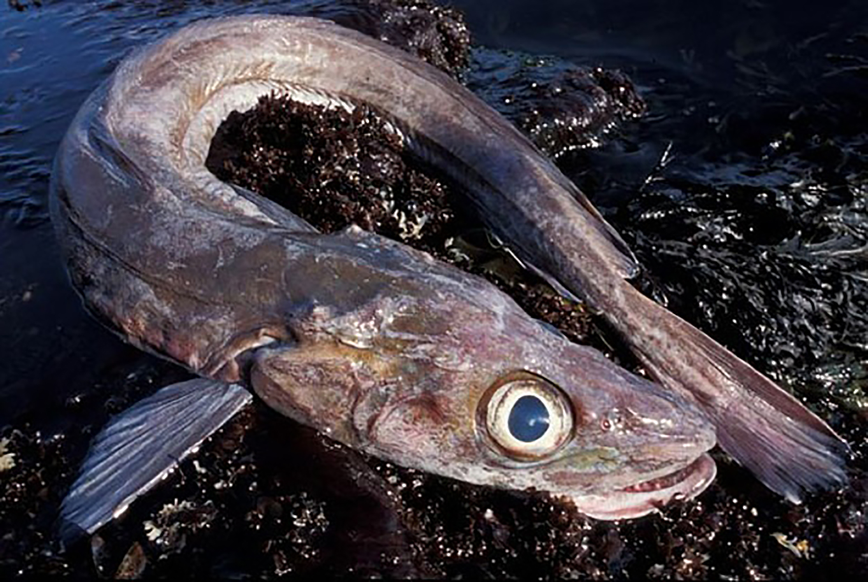 Blekkingarleikur á blálöngumiðum