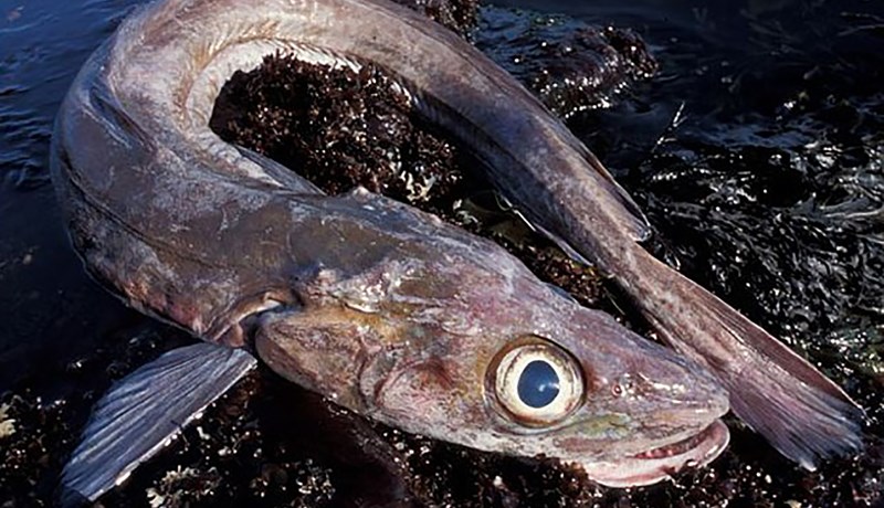 Blekkingarleikur á blálöngumiðum