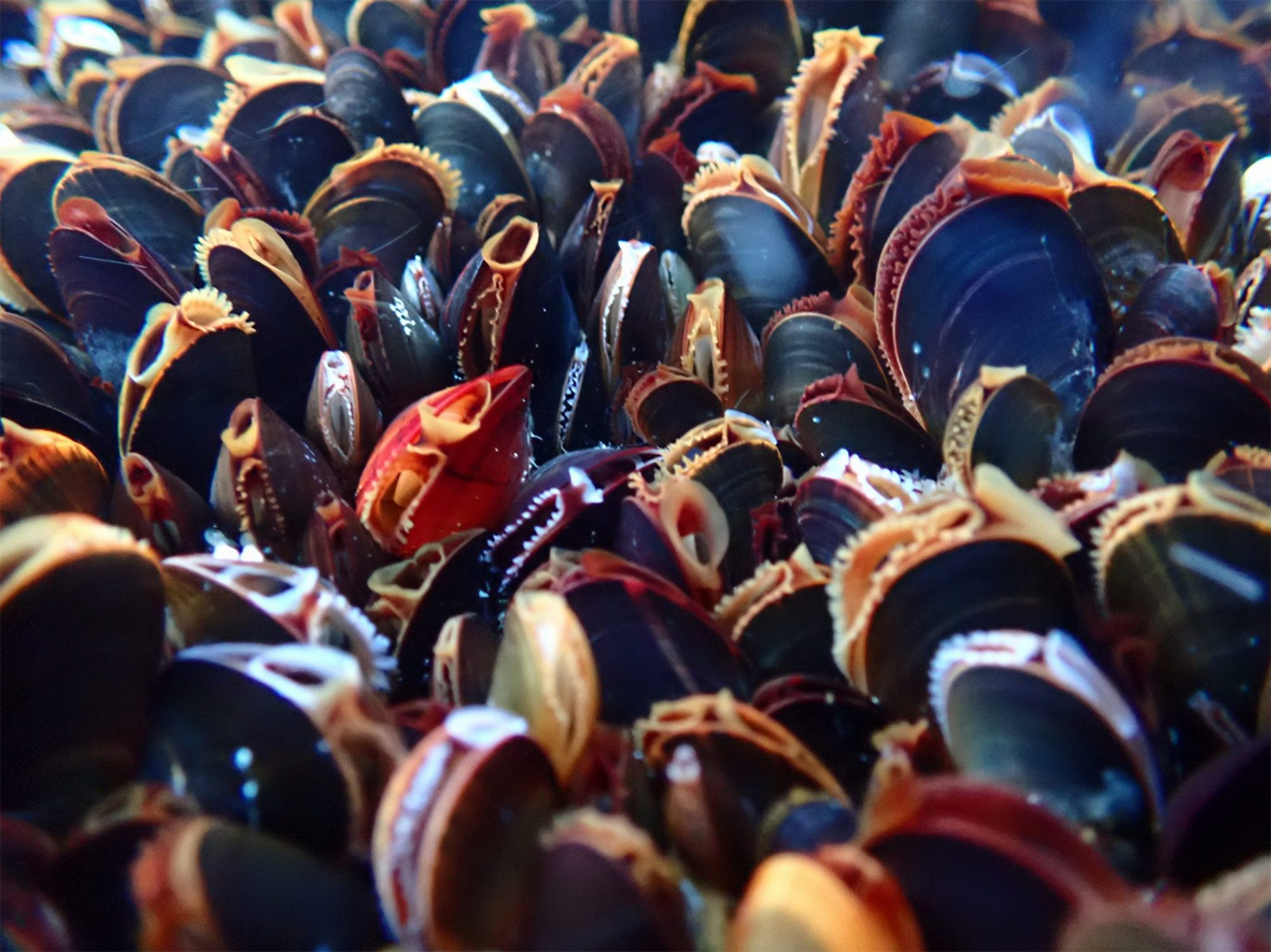 Bláskelin er bjargvættur