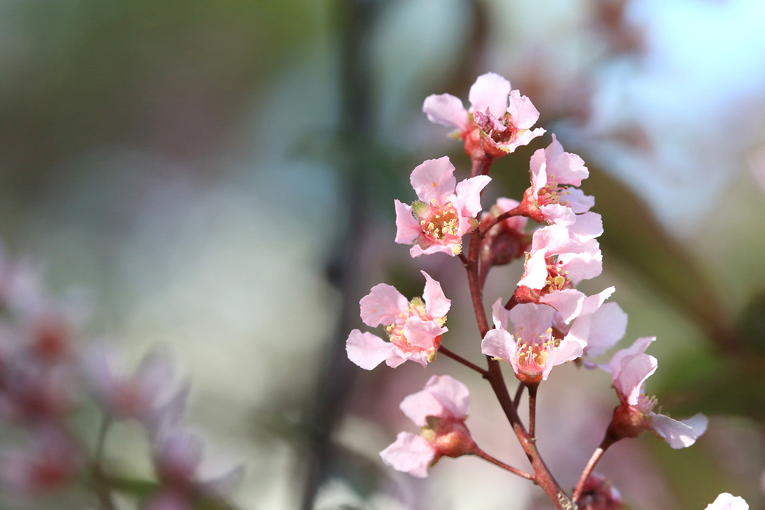 Heggur (Prunus padus)