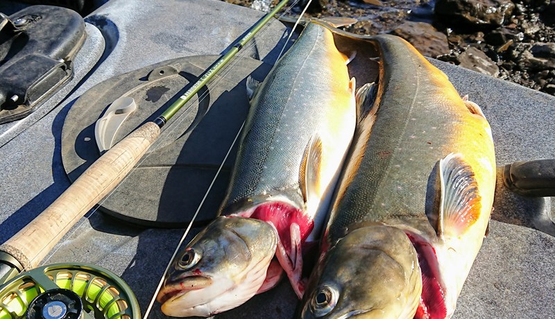 Báðar tóku bleikjurnar Krókinn