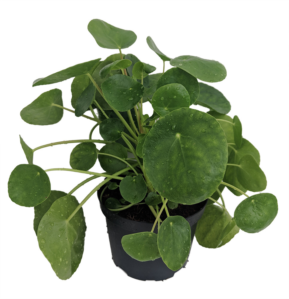 Instagramstjarnan meðal pottablóma