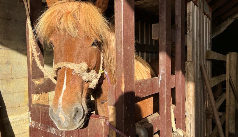 Hvaða áhrif hefur vikuleg blóðsöfnun á blóðhag hryssna?