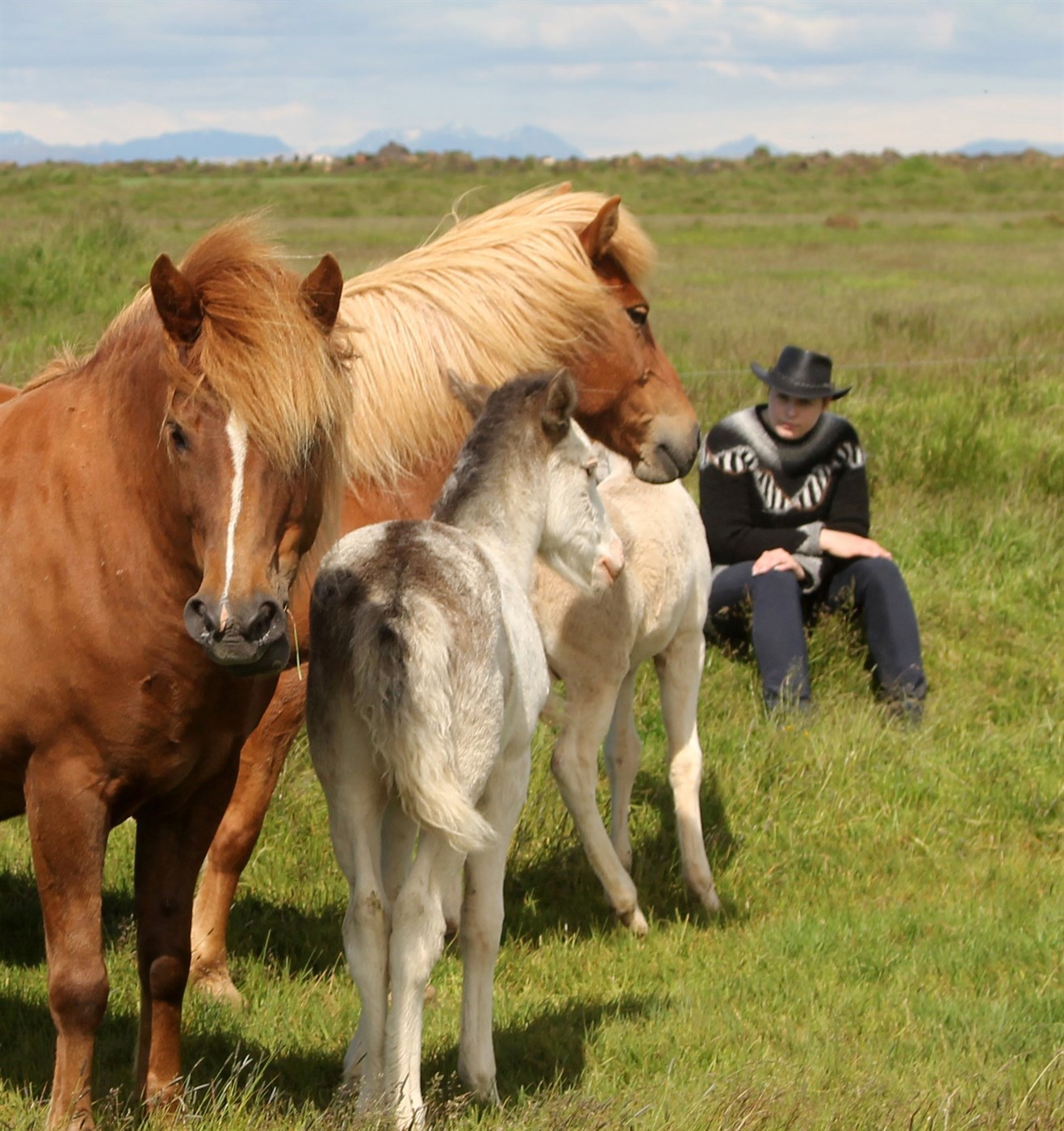 Blóðmerahald í samanburði við annan húsdýrabúskap