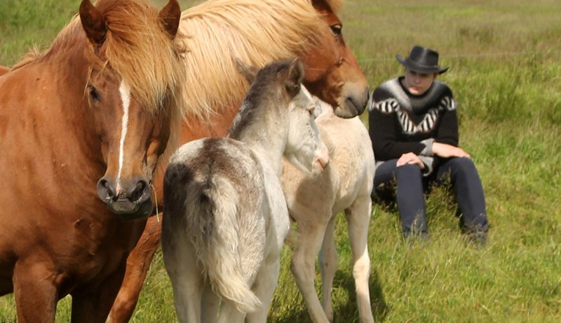 Blóðmerahald í samanburði við annan húsdýrabúskap