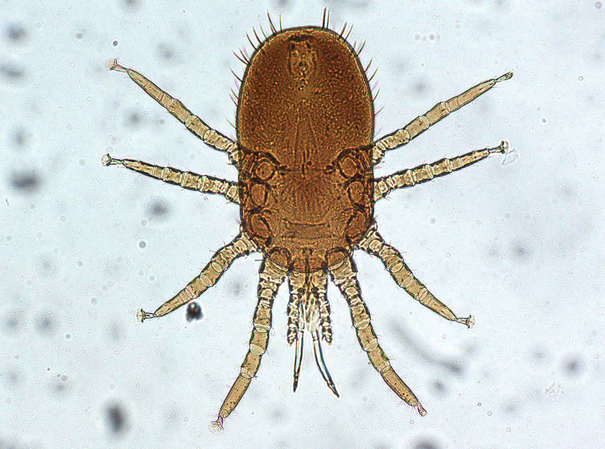 Blóðsjúgandi mítill fannst á villtum fugli