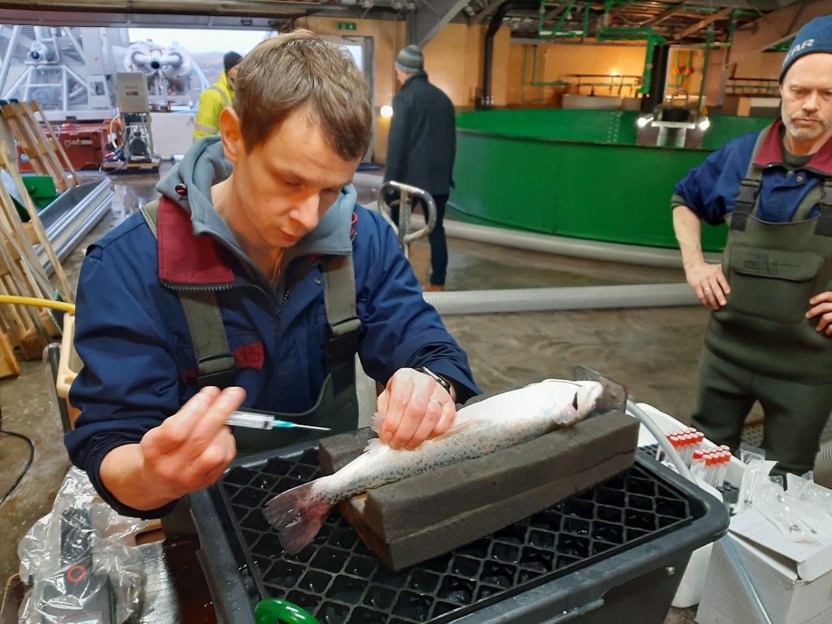 Áhættumat erfðablöndunar útskýrt