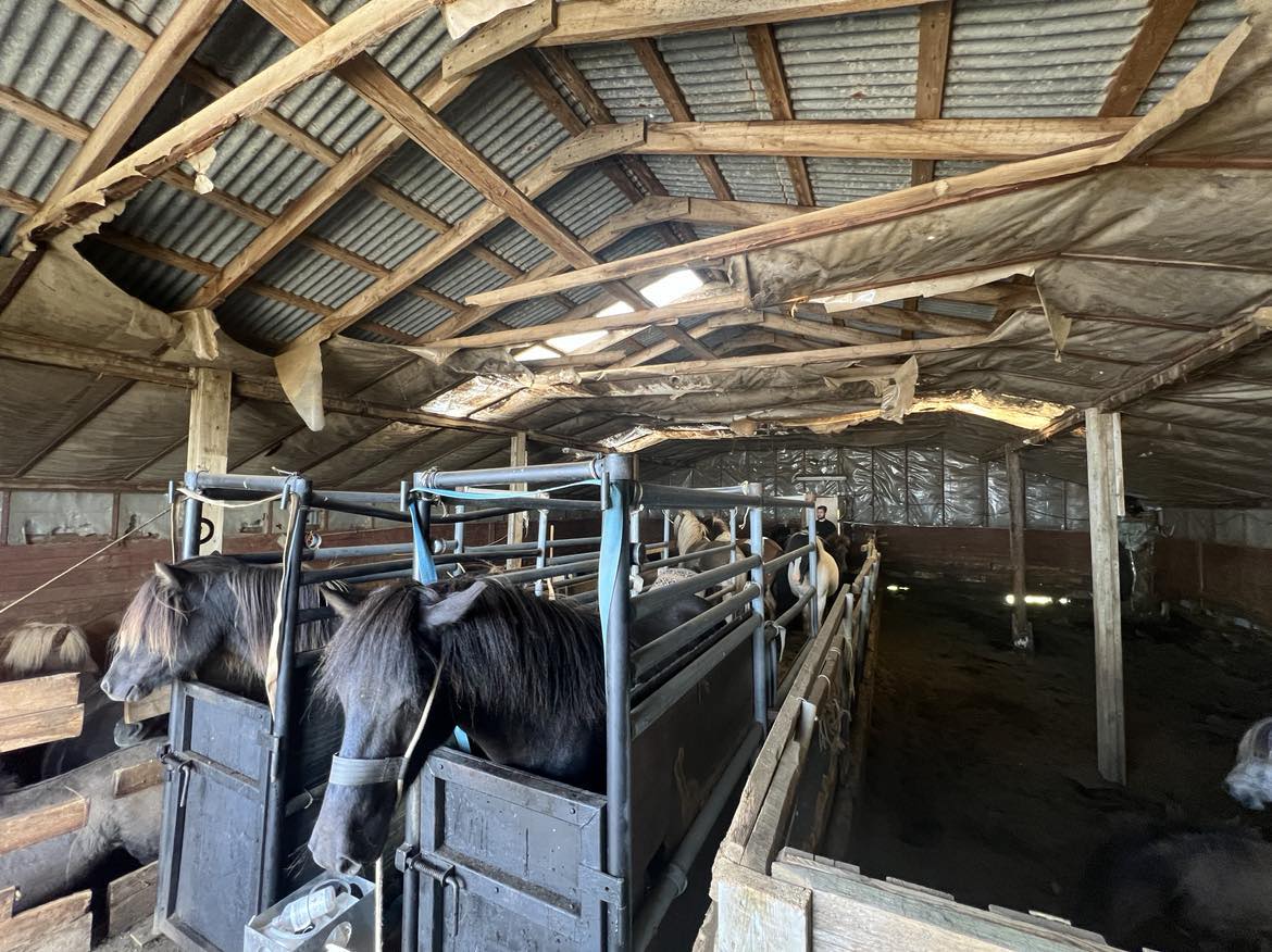 Bótakrafa frá blóðmerabændum