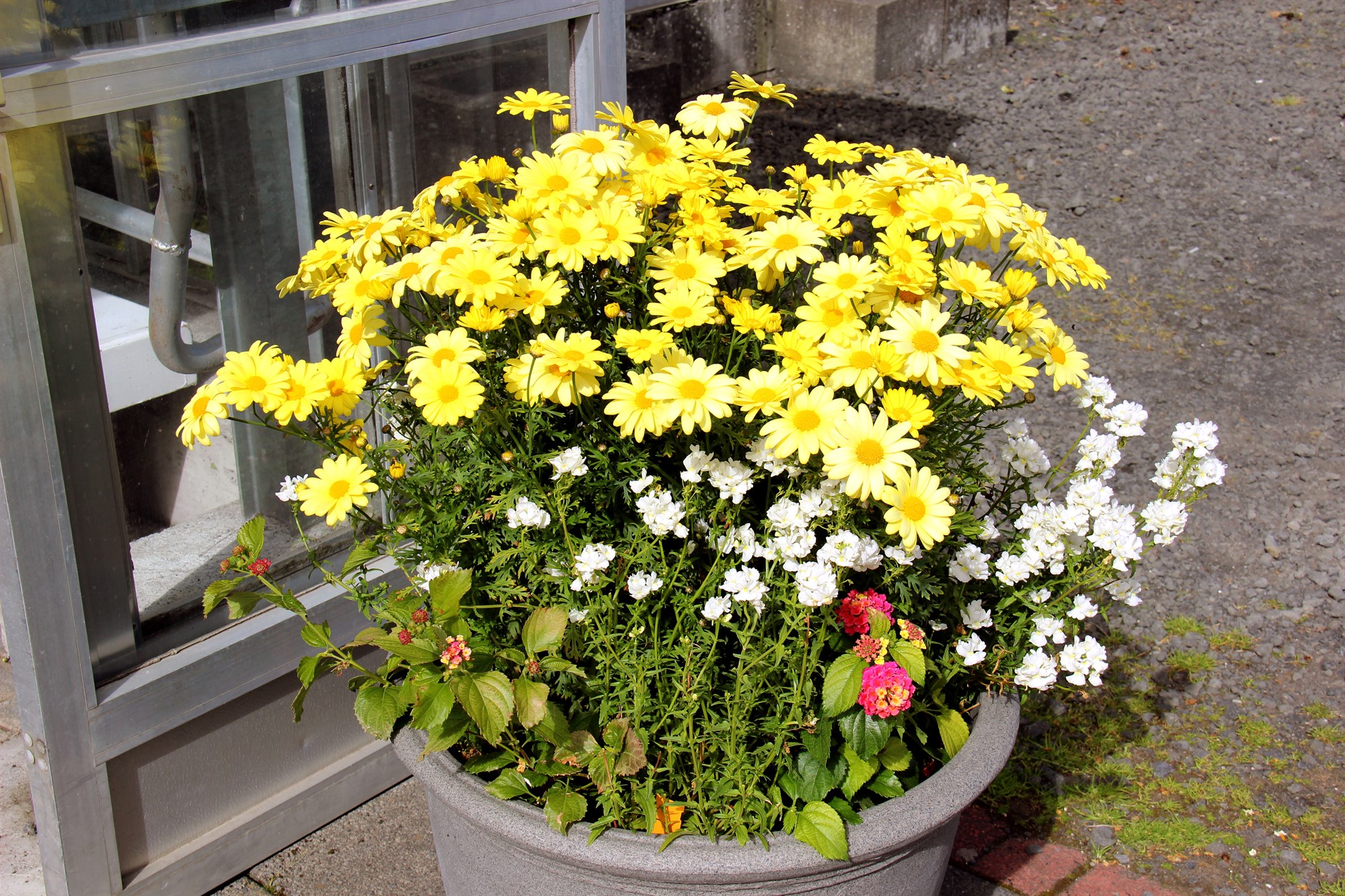 Glæný sumarblóm í ker