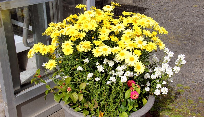 Glæný sumarblóm í ker