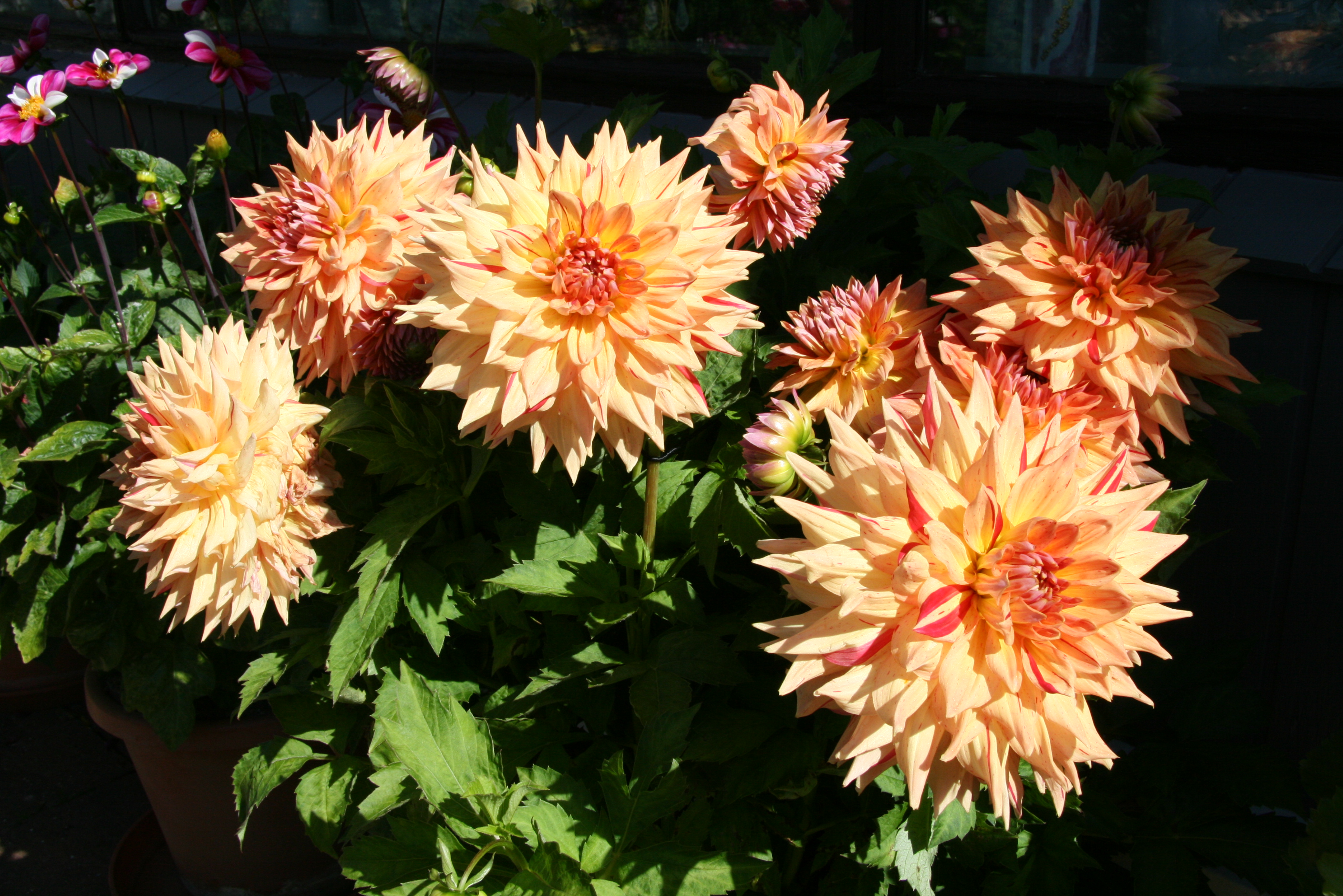 Dásamlegar dalíur – glæsilegir glitfíflar