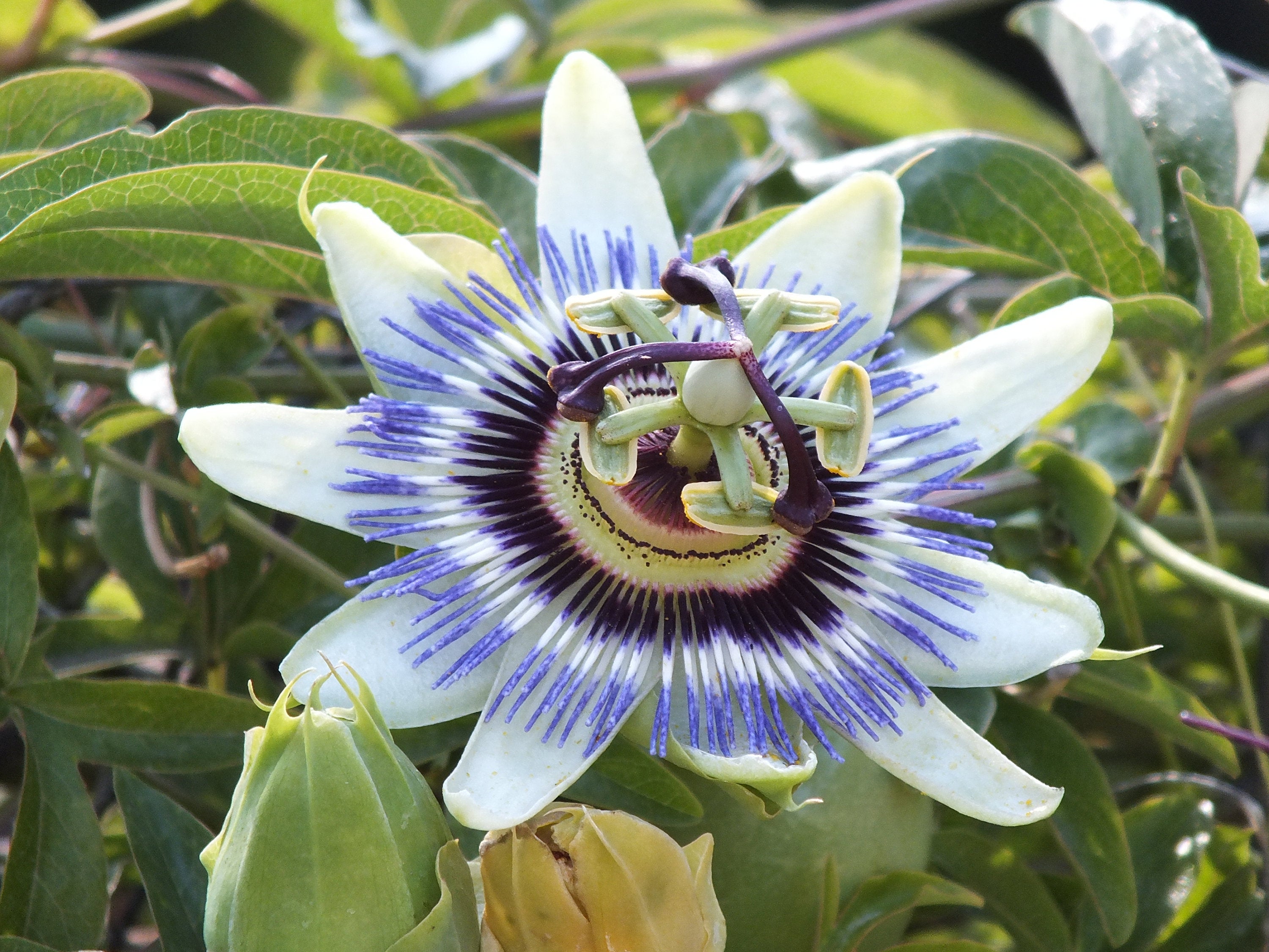 Passíublóm og pína Krists