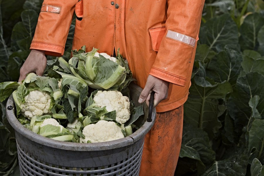 Hægt er að sækja um þróunarstyrki í fjórum búgreinum. Á myndinni má sjá uppskeru blómkáls. 