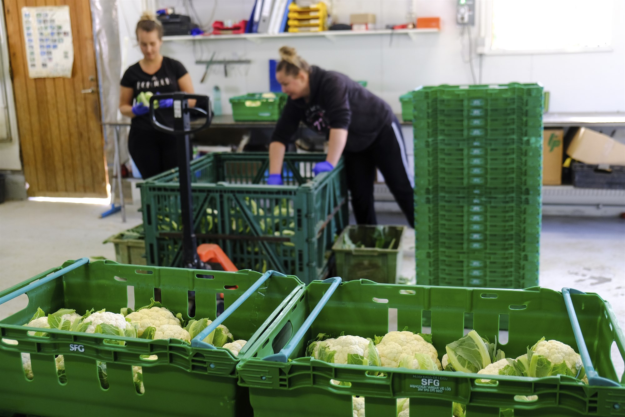 Of mikið framboð var af innlendu blómkáli yfir of stuttan tíma