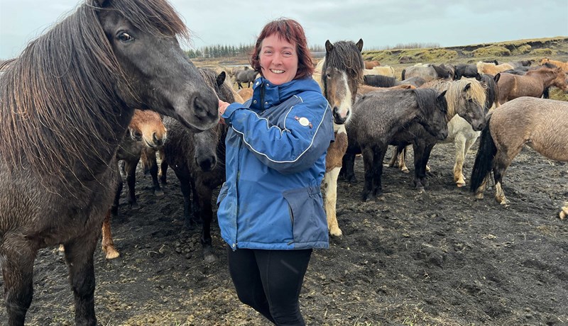 Innsýn í blóðmerahald á Íslandi
