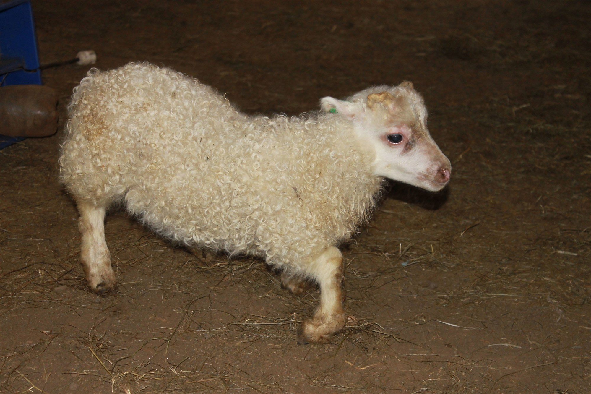 Nýtt erfðapróf fyrir bógkreppu í sjónmáli