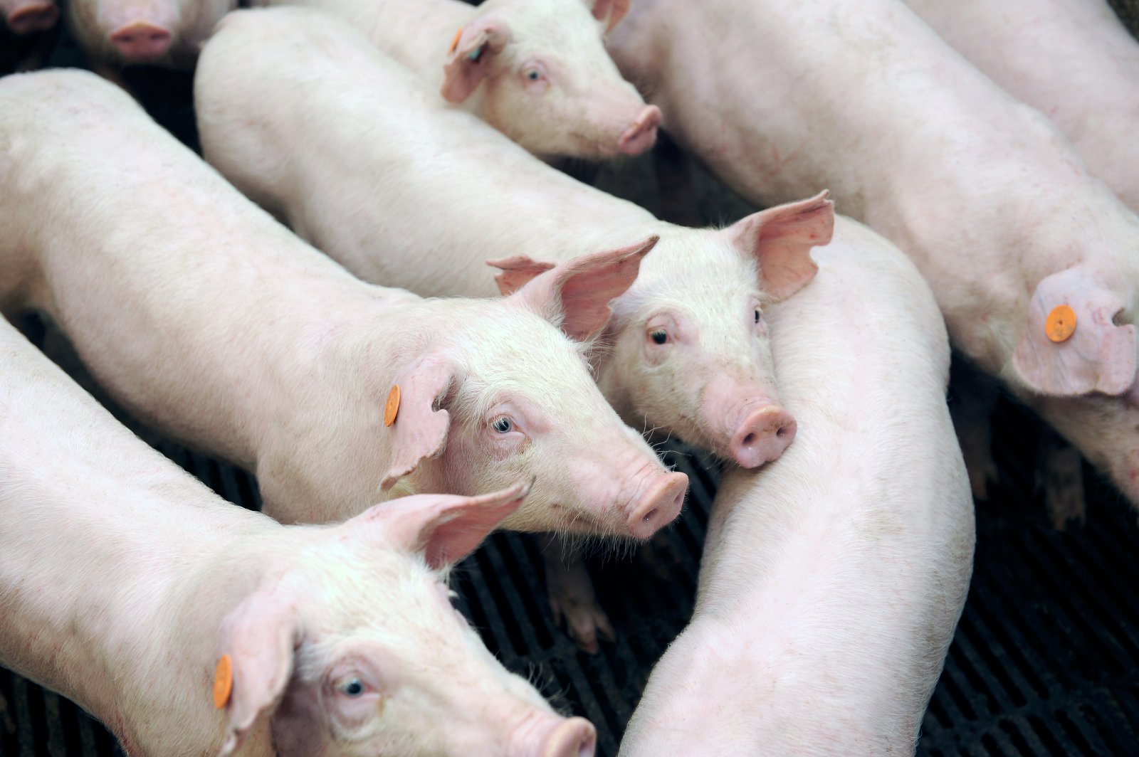 Um 99% galtargrísa eru nú bólusettir gegn galtarlykt