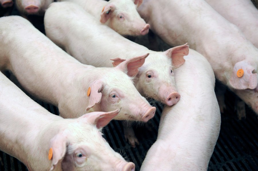 Um 99% galtargrísa eru nú bólusettir gegn galtarlykt