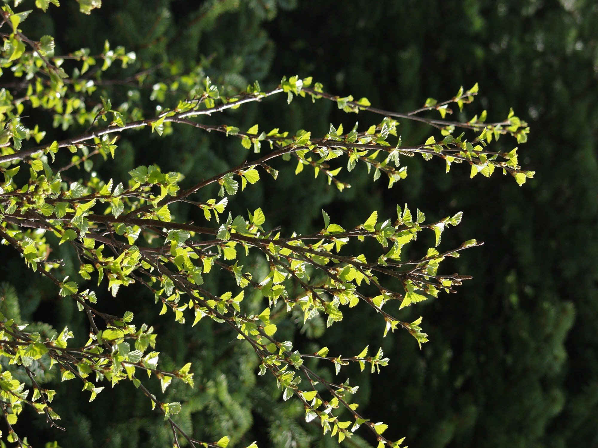 Sameinuð stefna fyrir landgræðslu og skógrækt