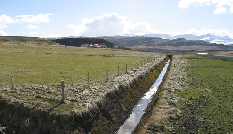 Þröstur kvakar enn ...