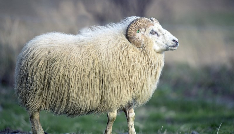 Sæðingahrútar verðlaunaðir