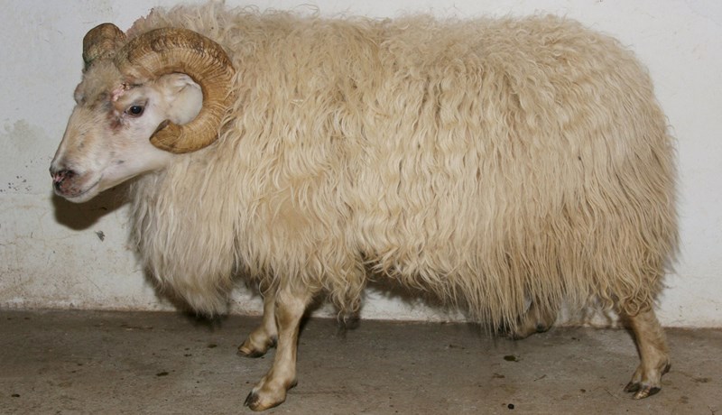 Kynbótamat sæðingastöðvahrúta 2016