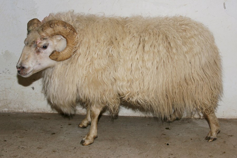 Bósi 08-901 var felldur í desember síðastliðnum.