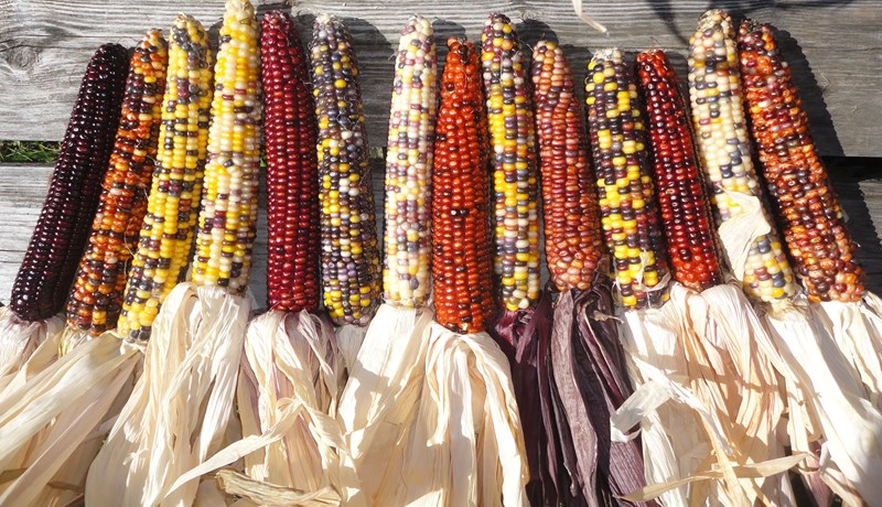 Maís – ein af meginstoðum matvælaframleiðslu í heiminum