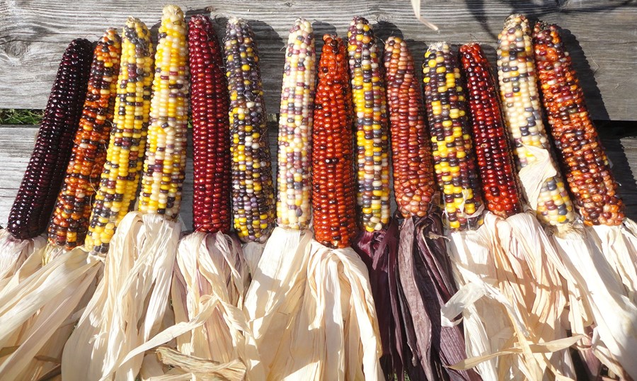 Maís – ein af meginstoðum matvælaframleiðslu í heiminum
