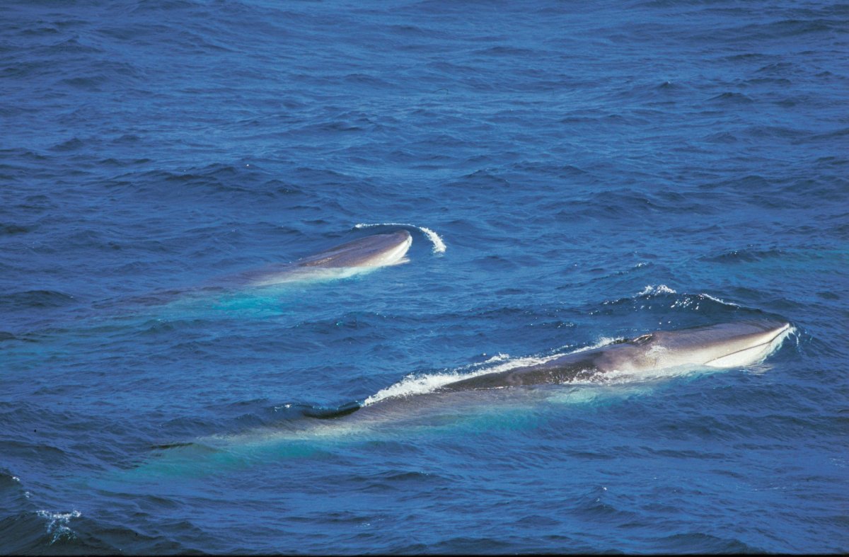 Eldvarnarefni finnast í langreyðum