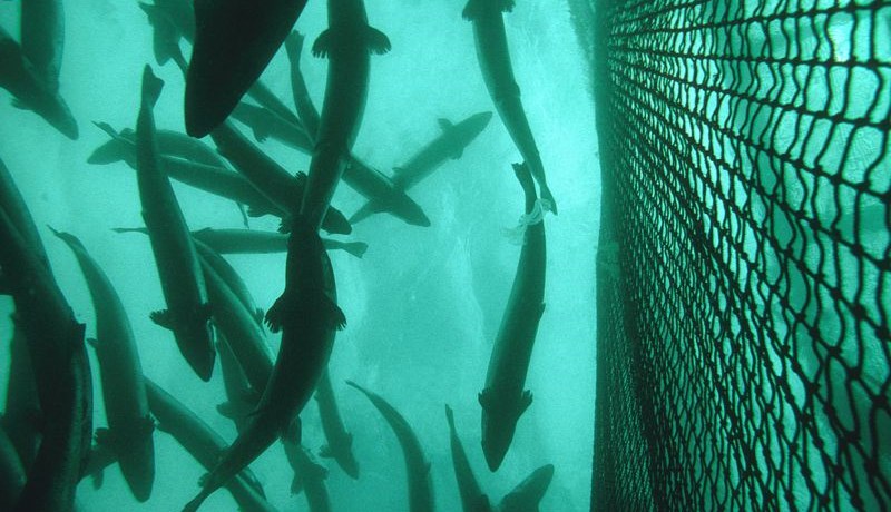 Útgáfa rekstrarleyfa til fiskeldis í Patreks- og Tálknafirði