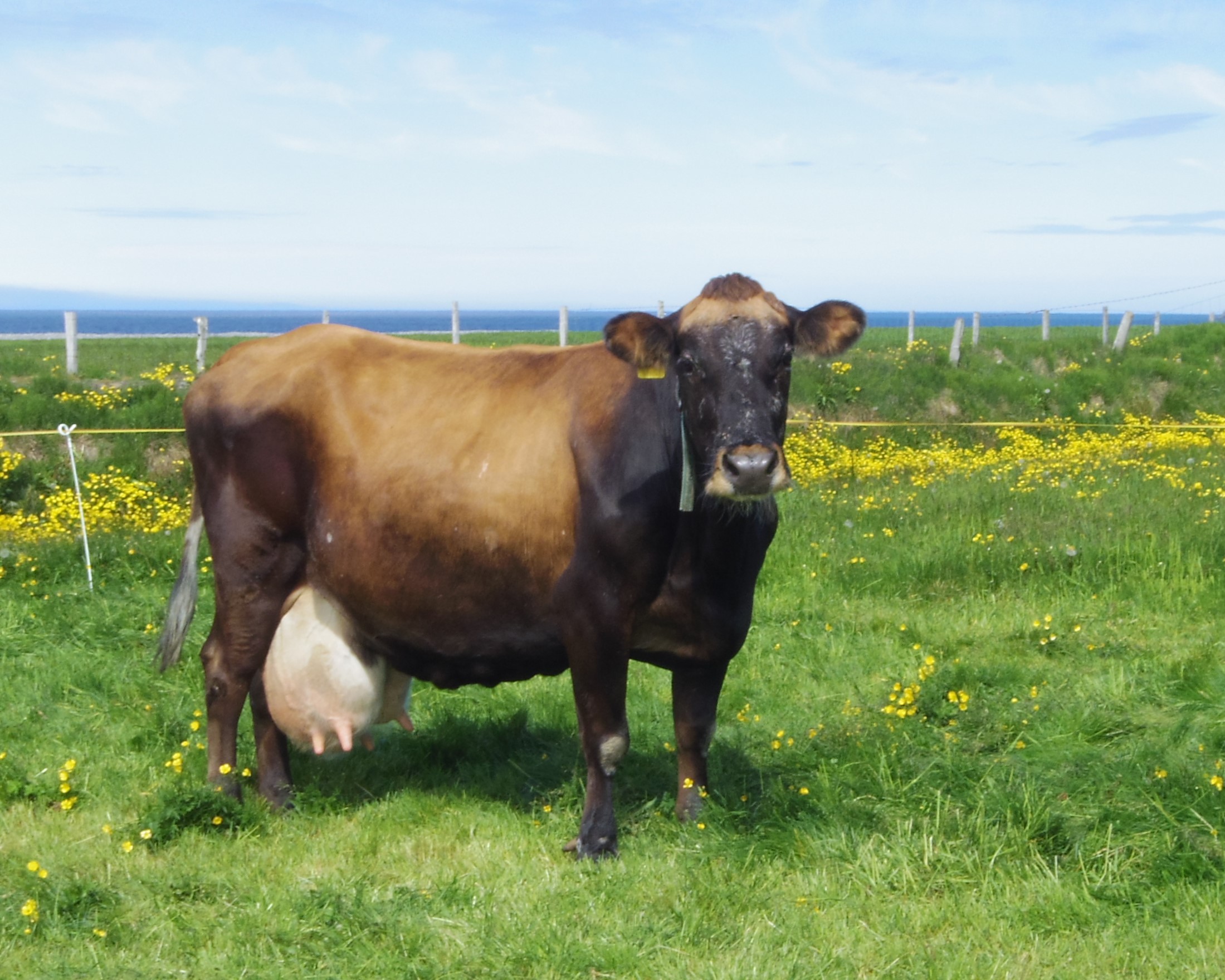 Hefur rofið 100 tonna mjólkurmúrinn