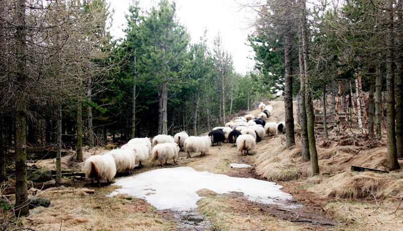 Bændur eiga inni verðmæti í skógum sem þeir hafa ræktað