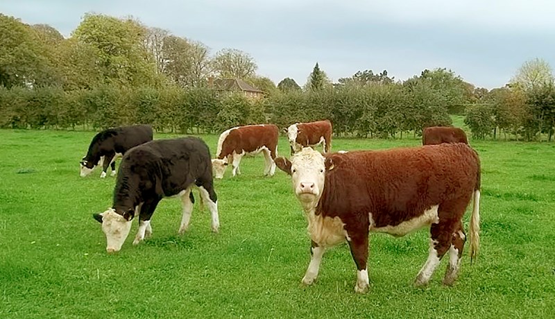 Prófessorar í Skotlandi segja kjötneyslu skipta sköpum við að fæða jarðarbúa