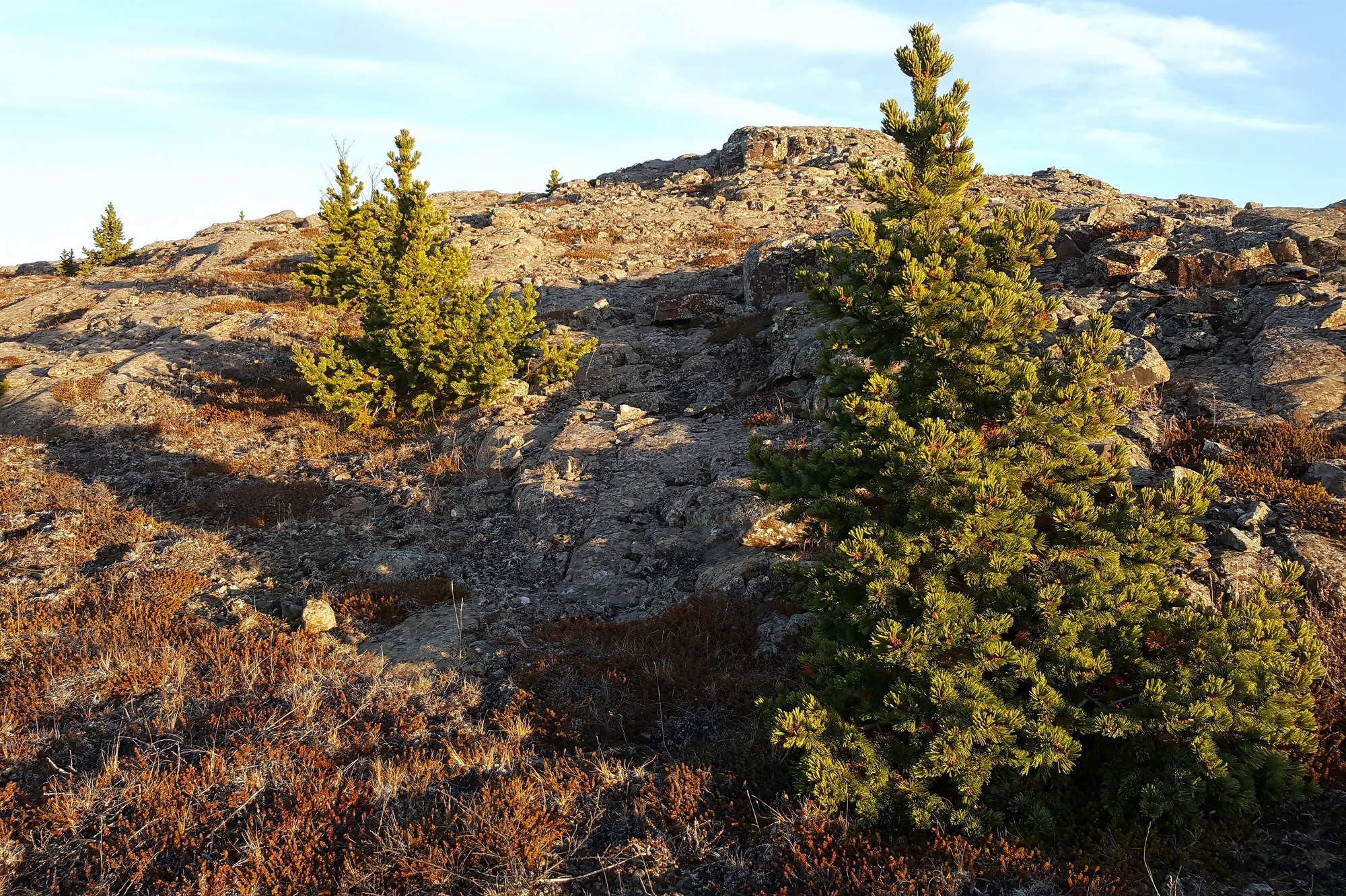 Broddfura (Pinus aristata)