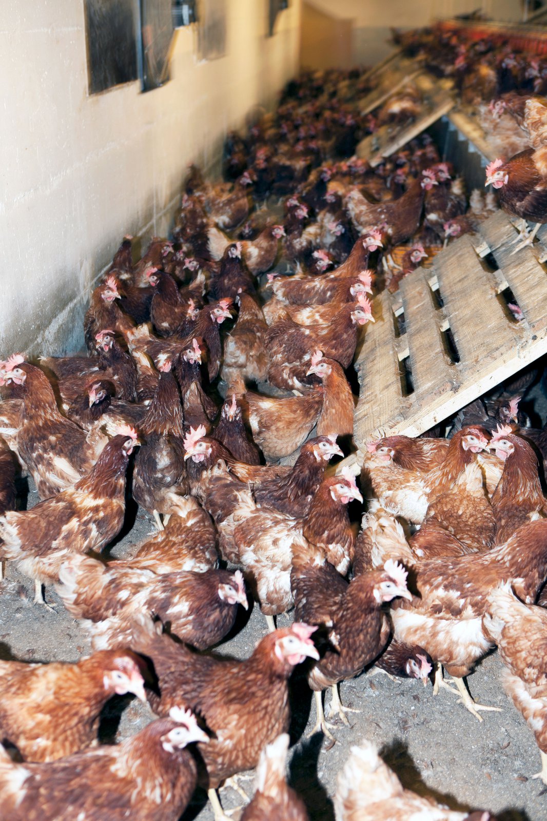 Aðbúnaður hvergi í líkingu við það sem sást hjá Brúneggjum