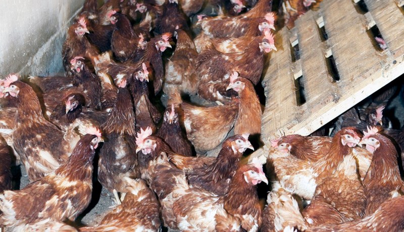 Aðbúnaður hvergi í líkingu við það sem sást hjá Brúneggjum