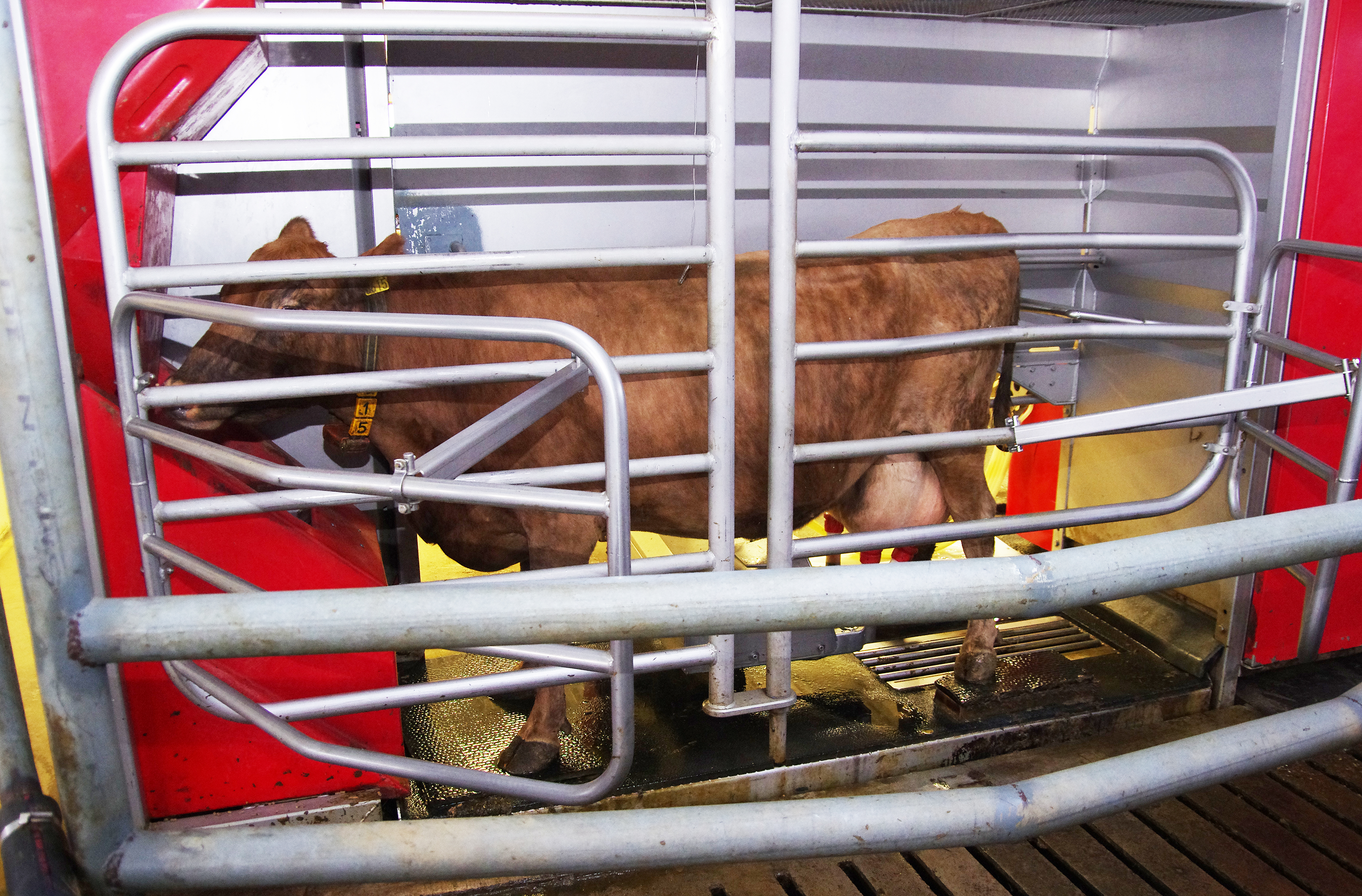 Framtíð í mjólkur- framleiðslu