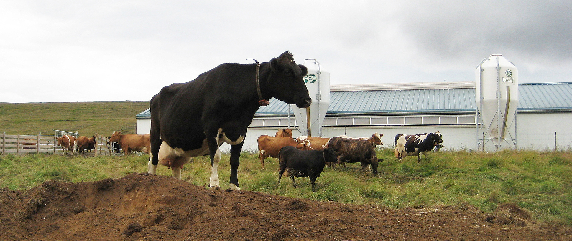 Mikilvægt veganesti fyrir okkur inn í framtíðina