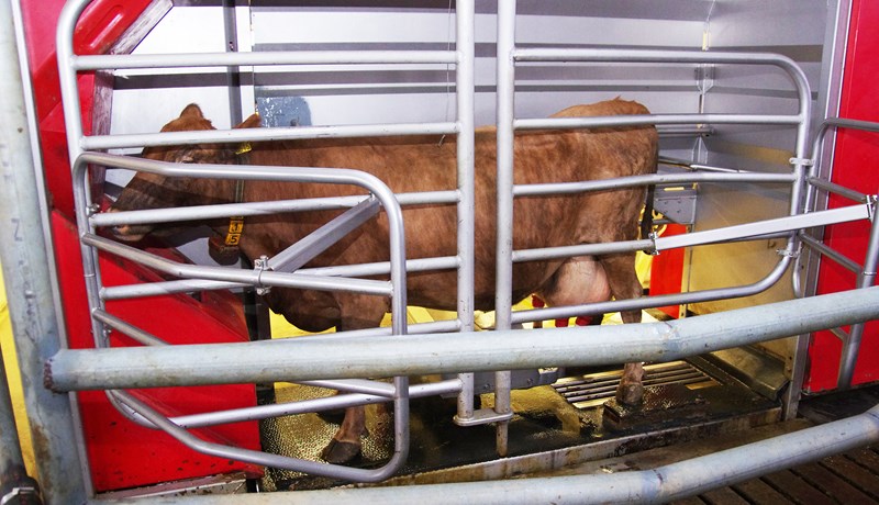 Norðurlöndin framleiddu rúmlega 12,3 milljarða lítra af mjólk 2018