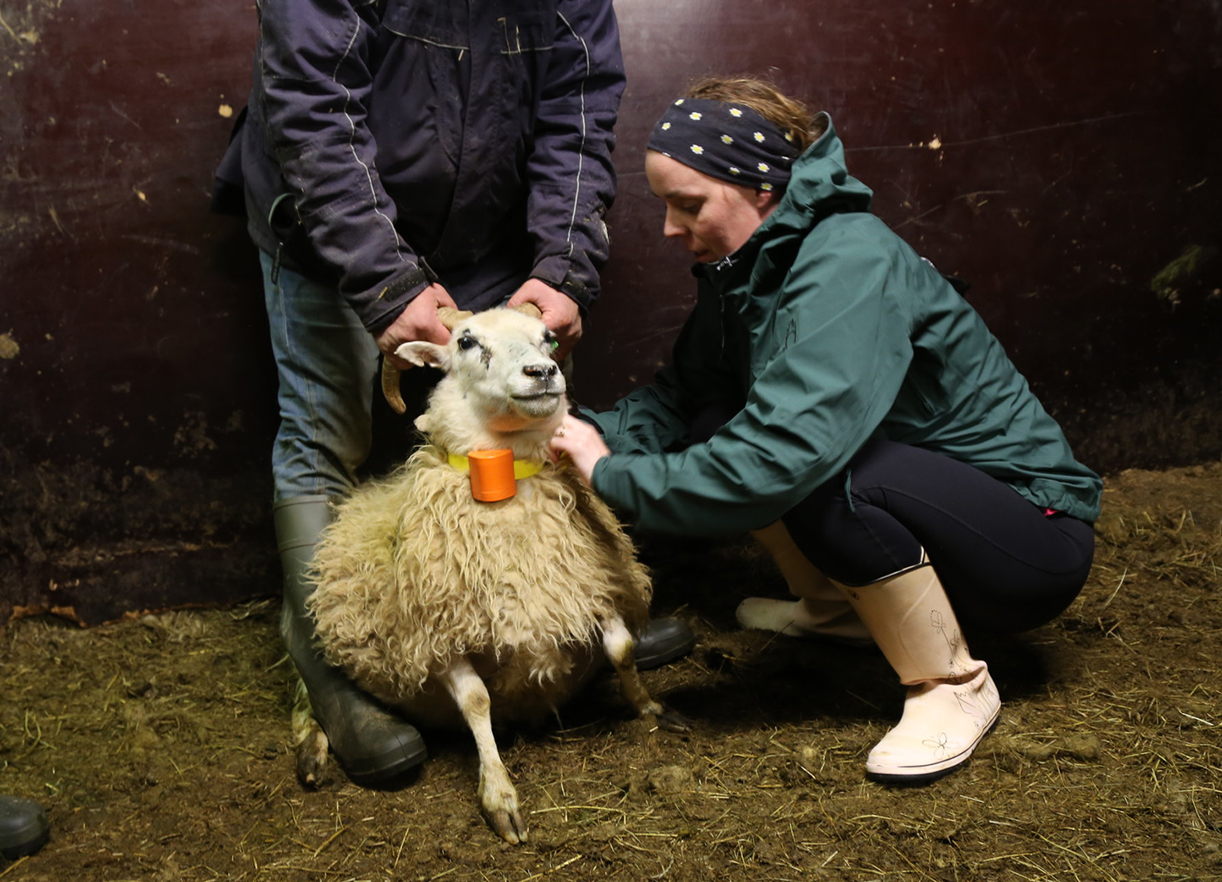 Stöðumat um ástand gróður- og jarðvegsauðlinda landsins