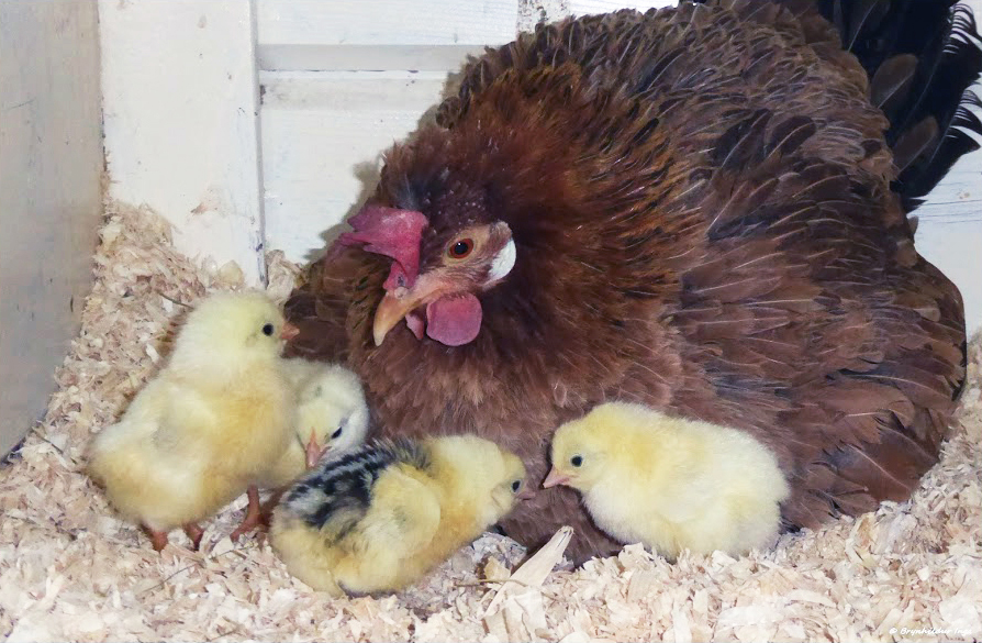 Vornámskeið um eldi landnámshænsna