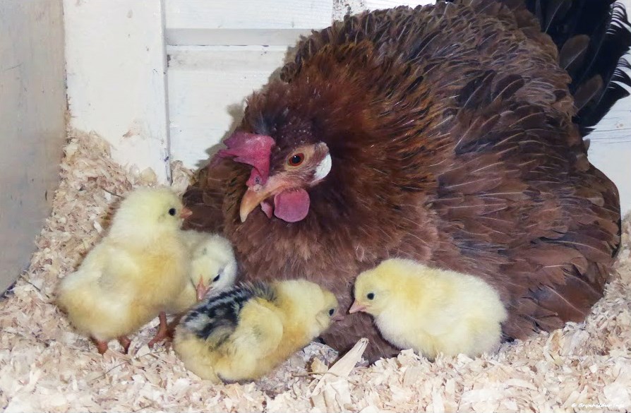 Vornámskeið um eldi landnámshænsna