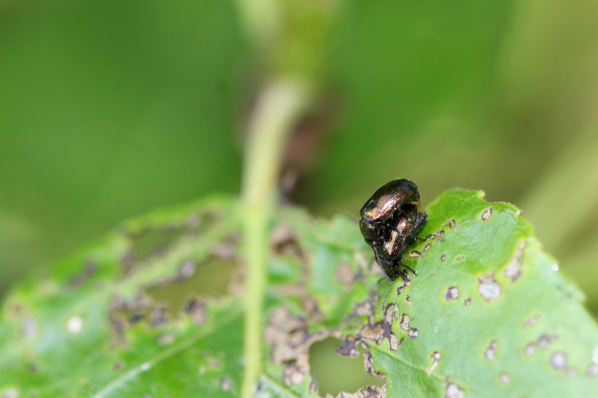 Skaði asparglytta myndaður með dróna