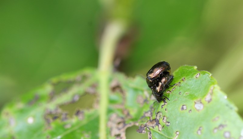 Skaði asparglytta myndaður með dróna