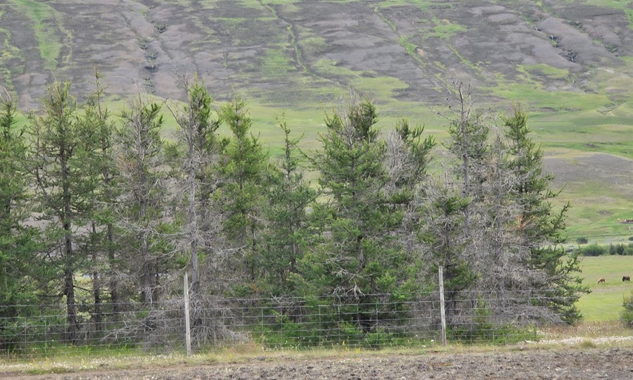 Hér má sjá nokkur dauð lerkitré innan um önnur lifandi tré á skógræktarsvæði í sumar í Eyjafirði. 