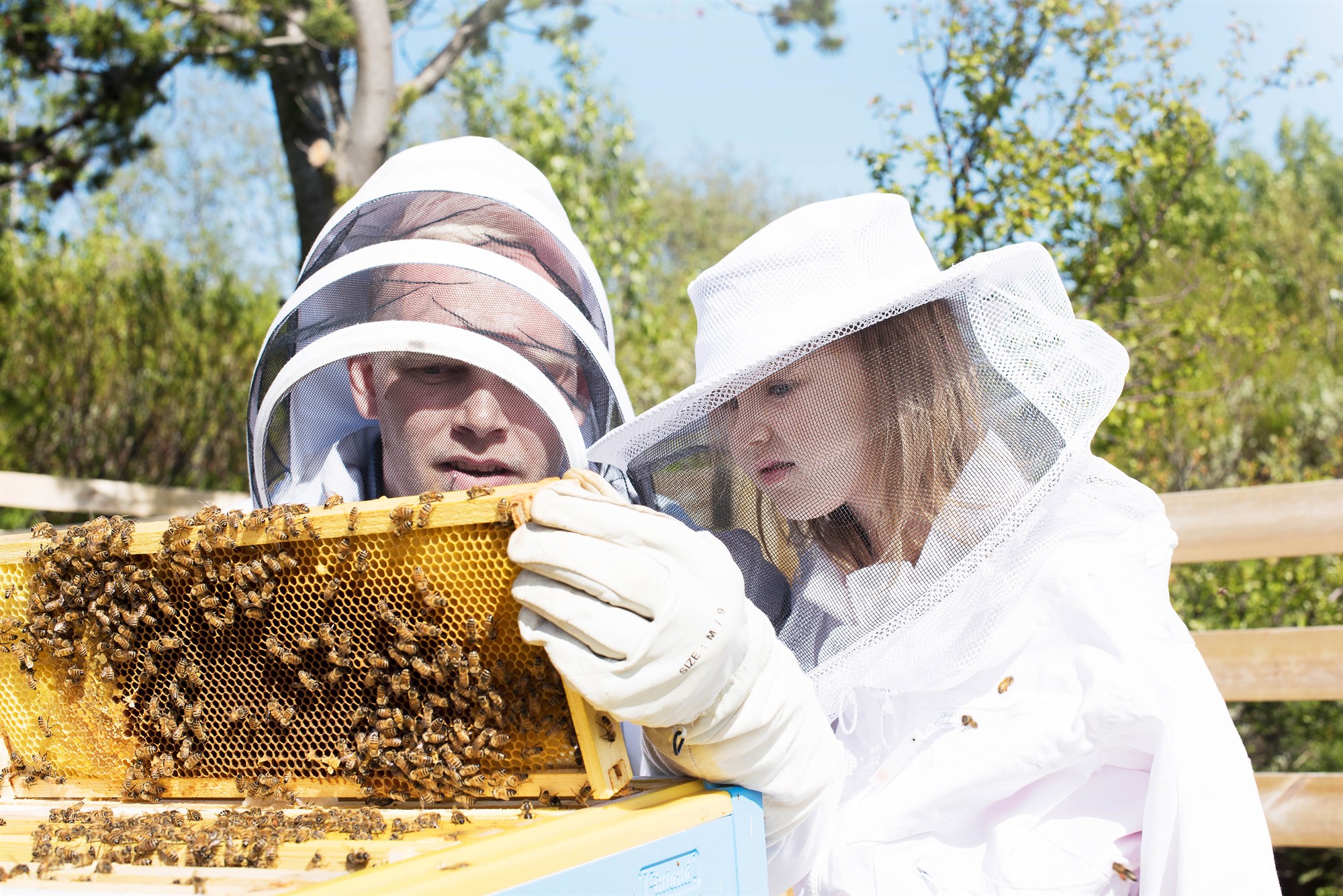 Atferli og atorka býflugnanna kemur öllum á óvart